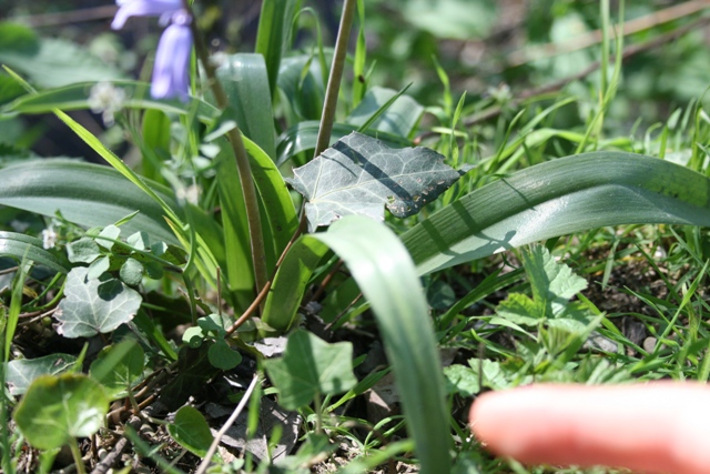 Hyacinthoides non-scripta ?